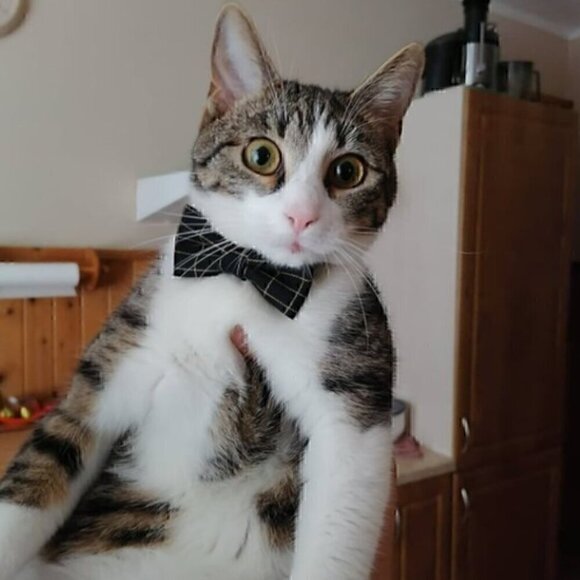 🍒 Gentleman's Plaid Bow or Tie Collar - Picture 7 of 9